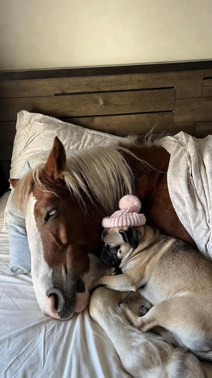 @FOLLOW MY HORSE🐴🦄❤️