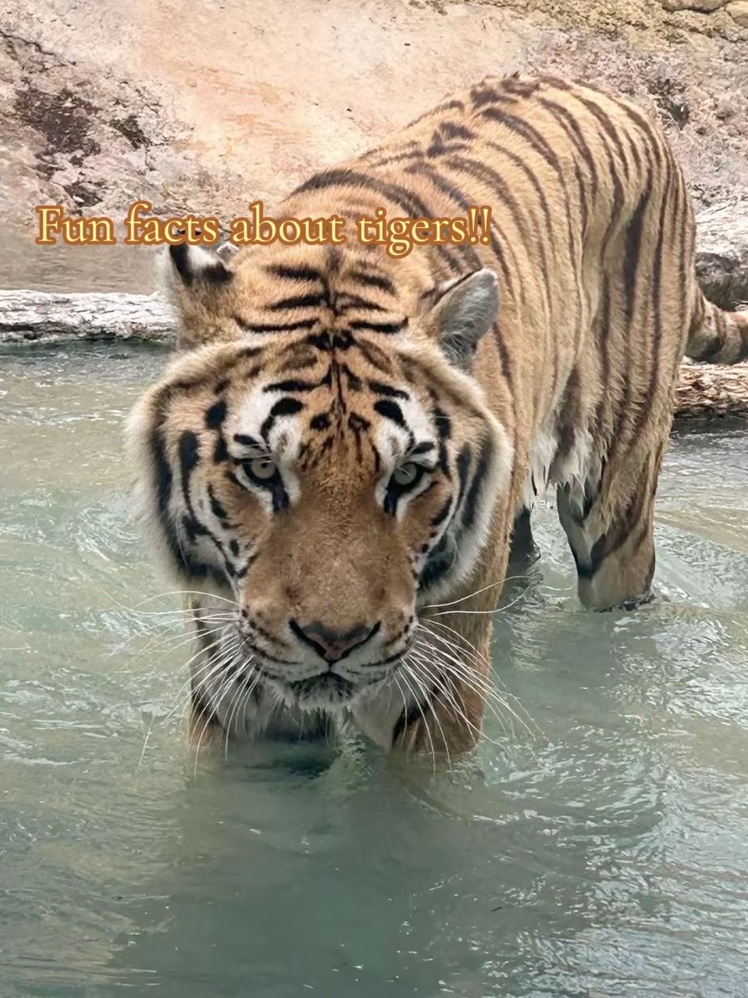 @ღ ⚔️ 𝑻𝑰𝑮𝑹𝑬𝑺𝑺. 🐅 ༆