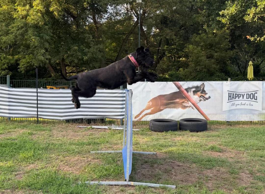 @Jasi&Tobi Dogsport