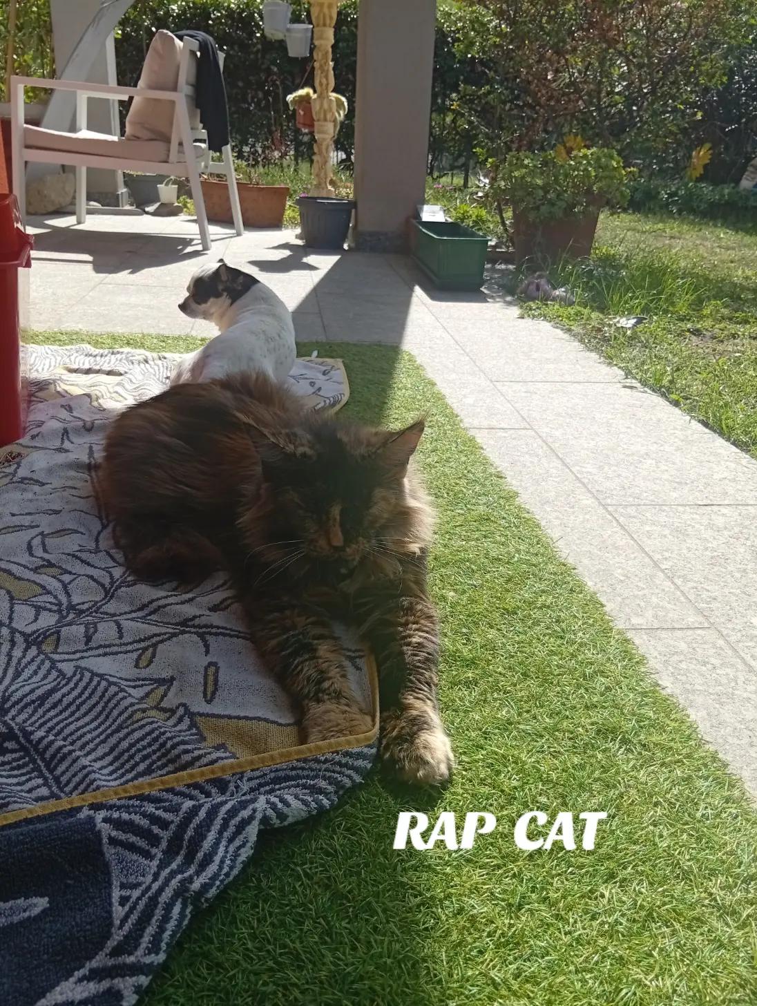 @RAP CAT