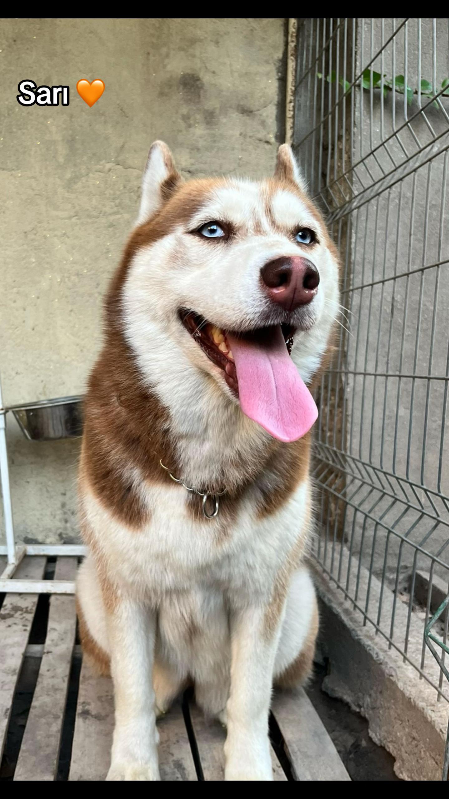 @lbella_Huskyy