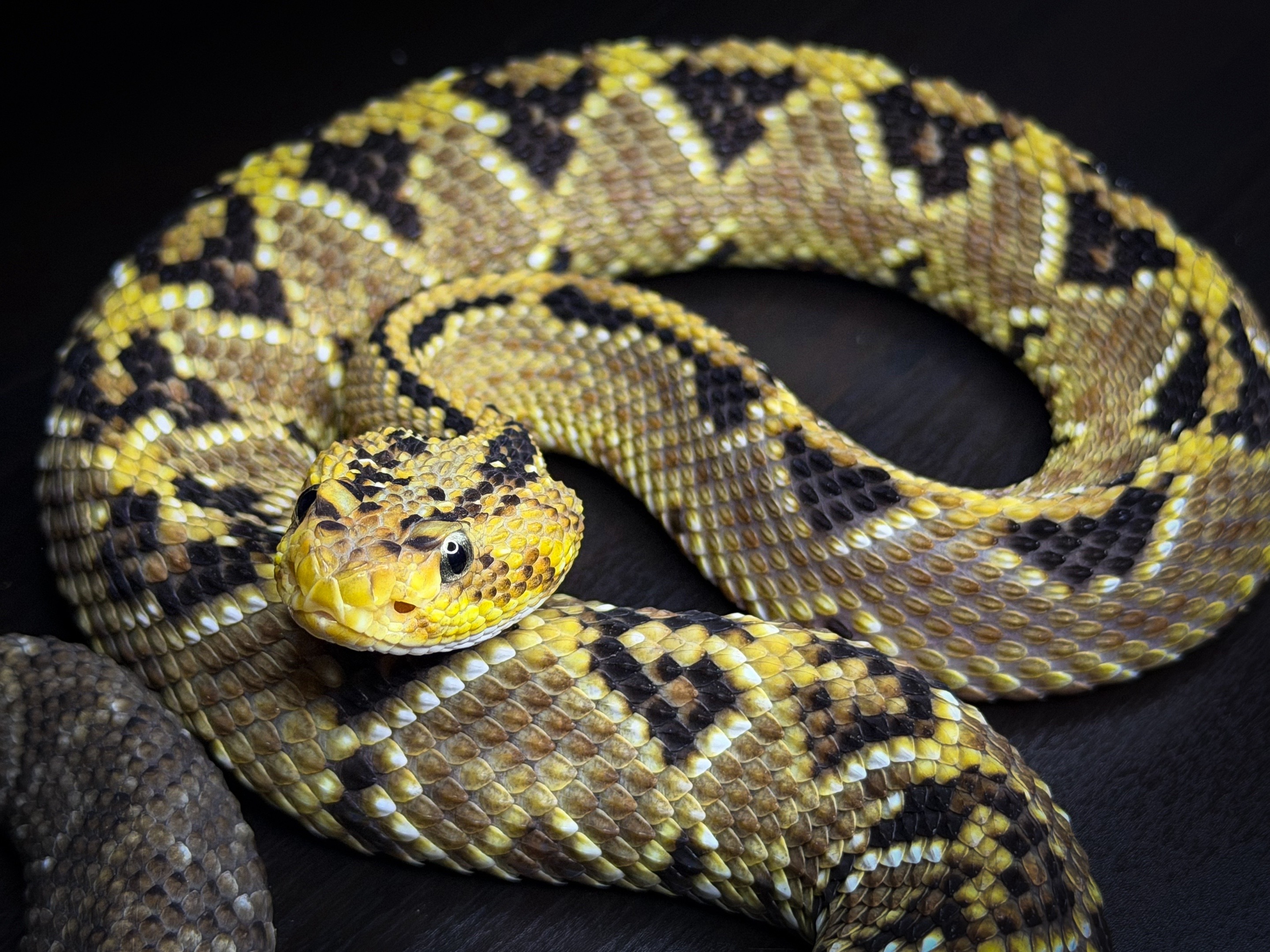 @SavageryReptiles