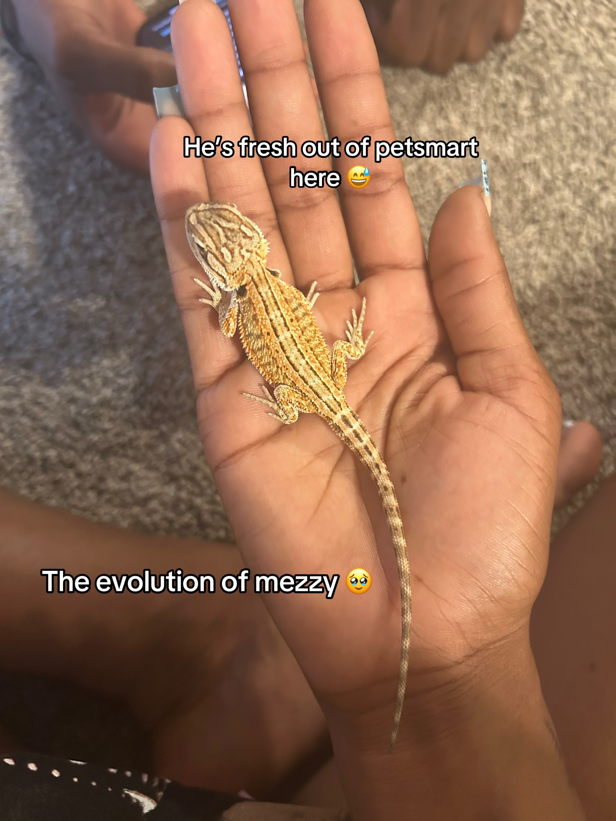 @Mezzy 🦎