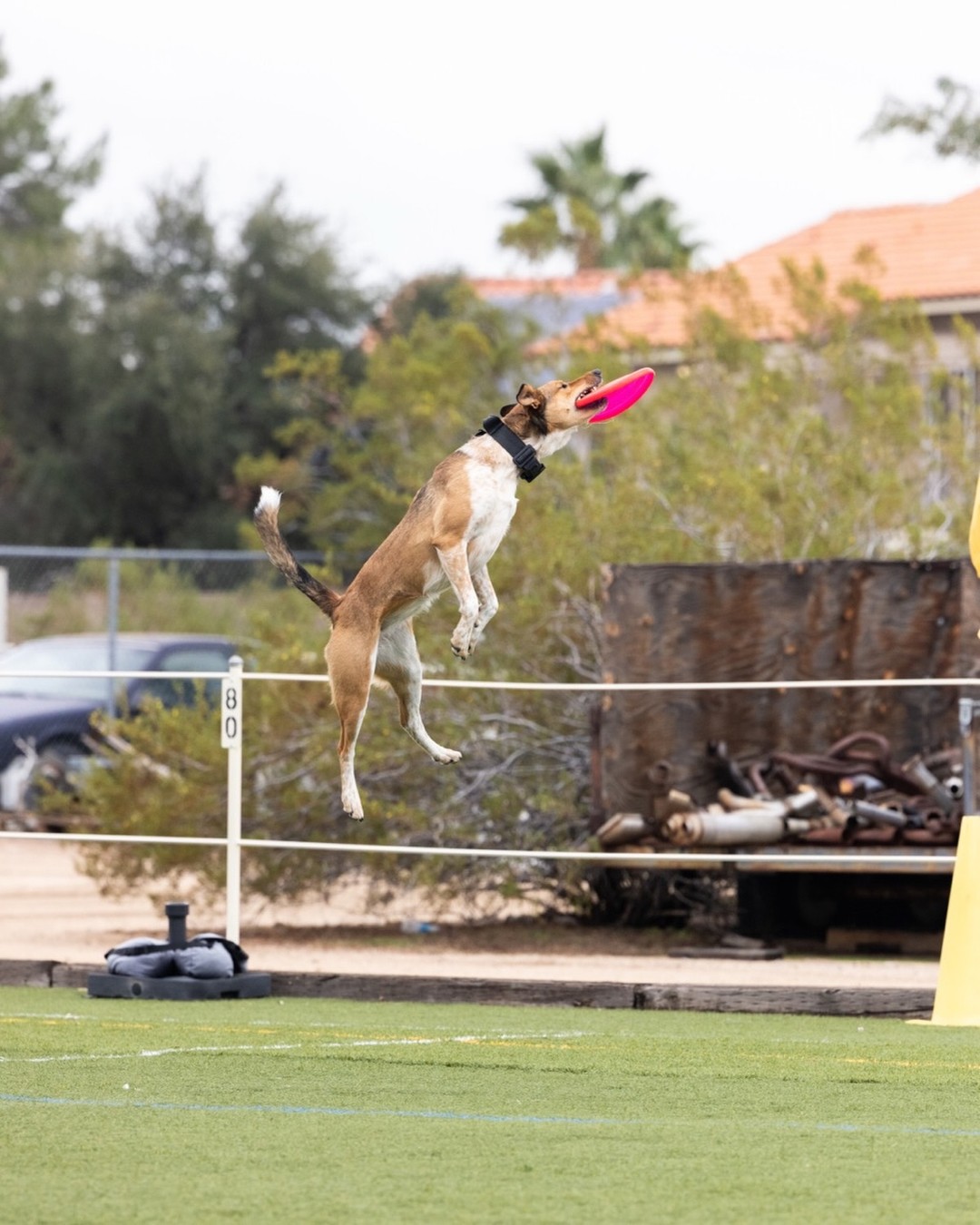 @Marissa | K9 Fitness Coach 🐾