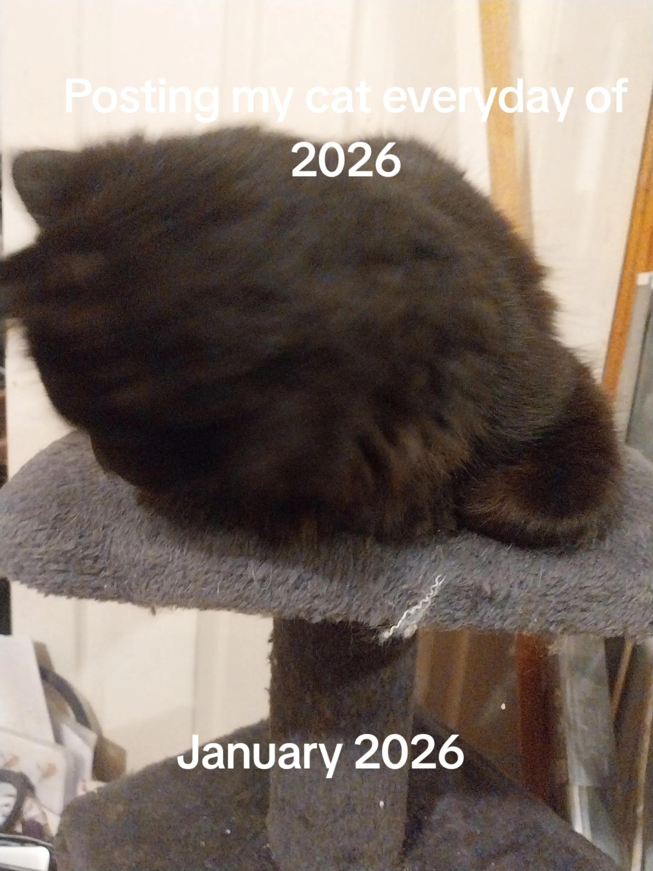 @Weakest Cat Enjoyer