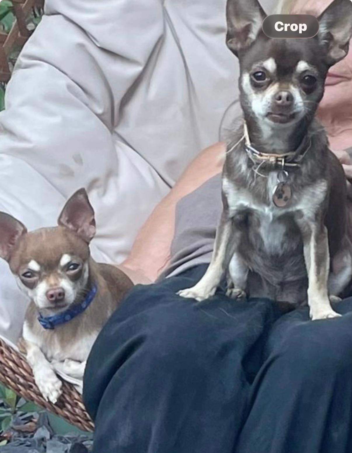 @Suffolk Chihuahuas