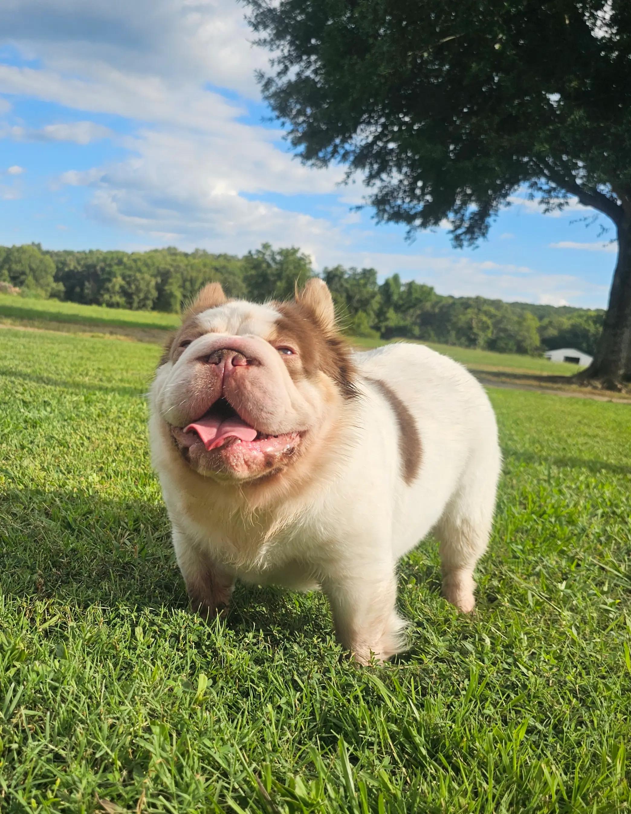 @Diamond State French Bulldogs