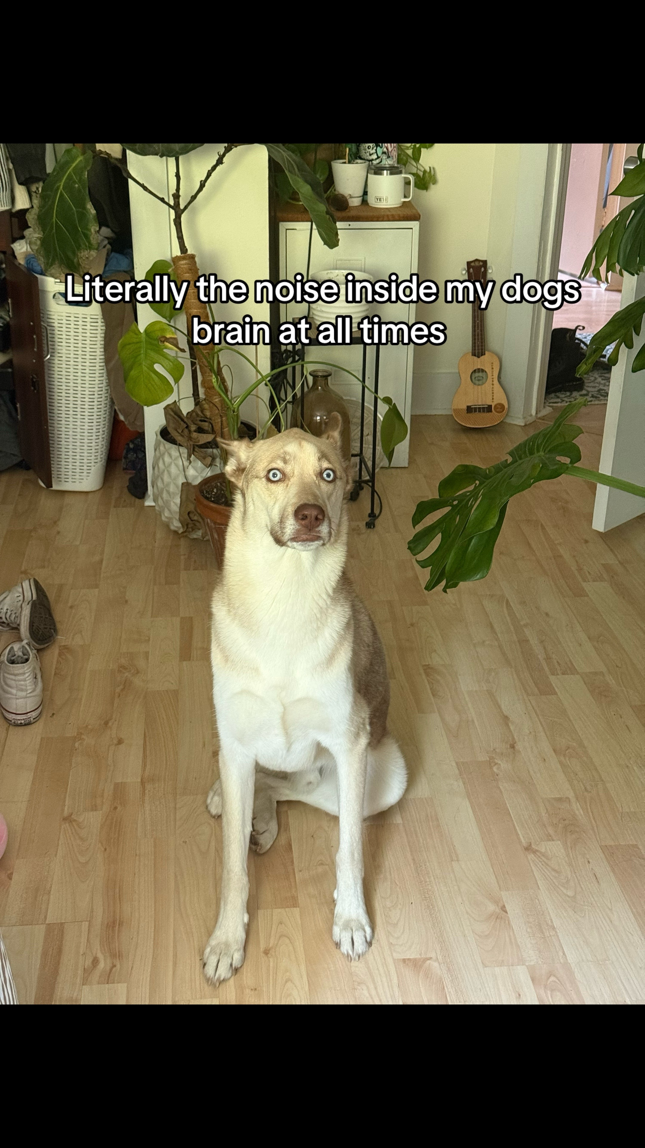 @Finn the Shepsky