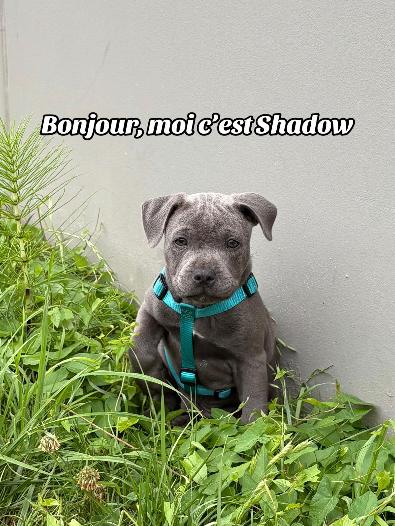@Shadowlestaffy🐾