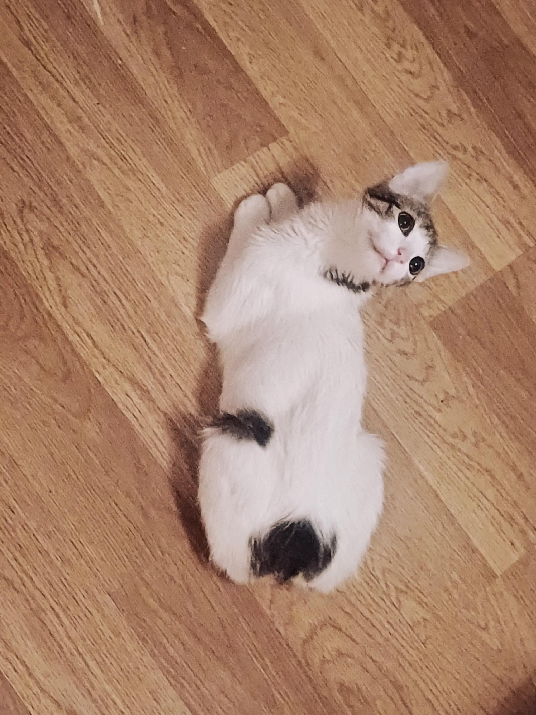 @MicroCat🐈⬛Kaya🐈⬛🩷💎