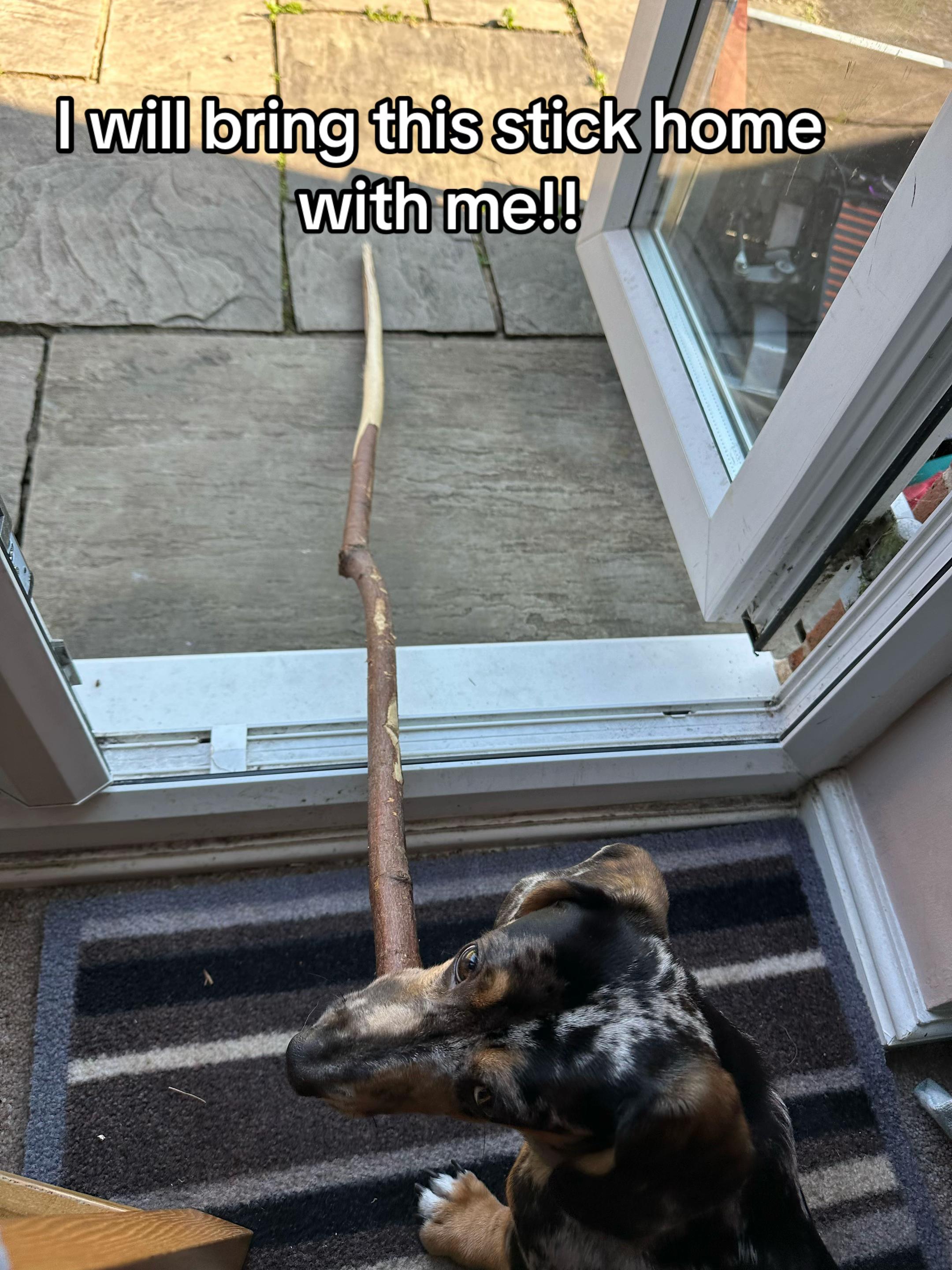 @Maverick The Dachshund