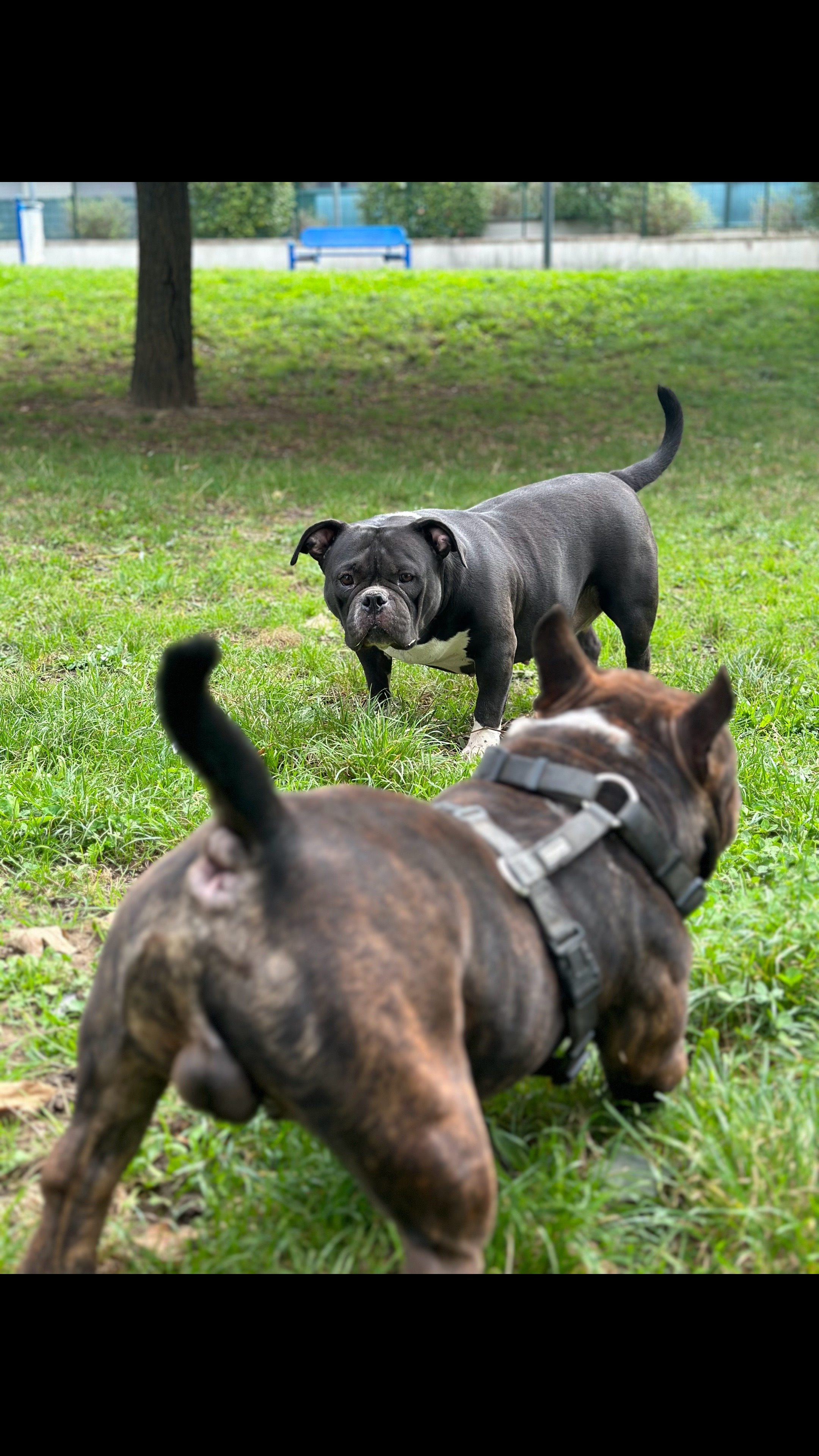 @mosthigh.bullycamp