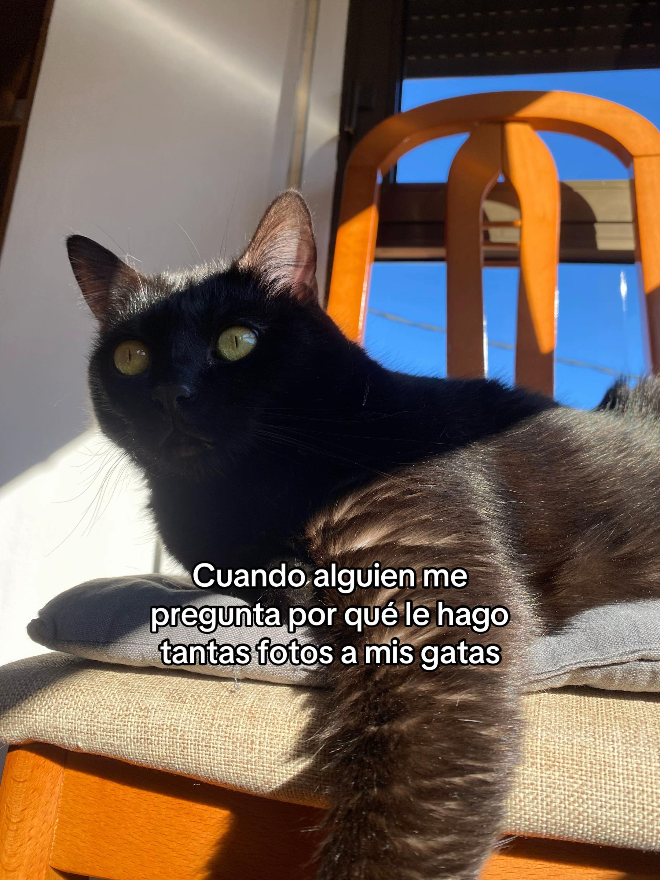 @BlackCatsMatter