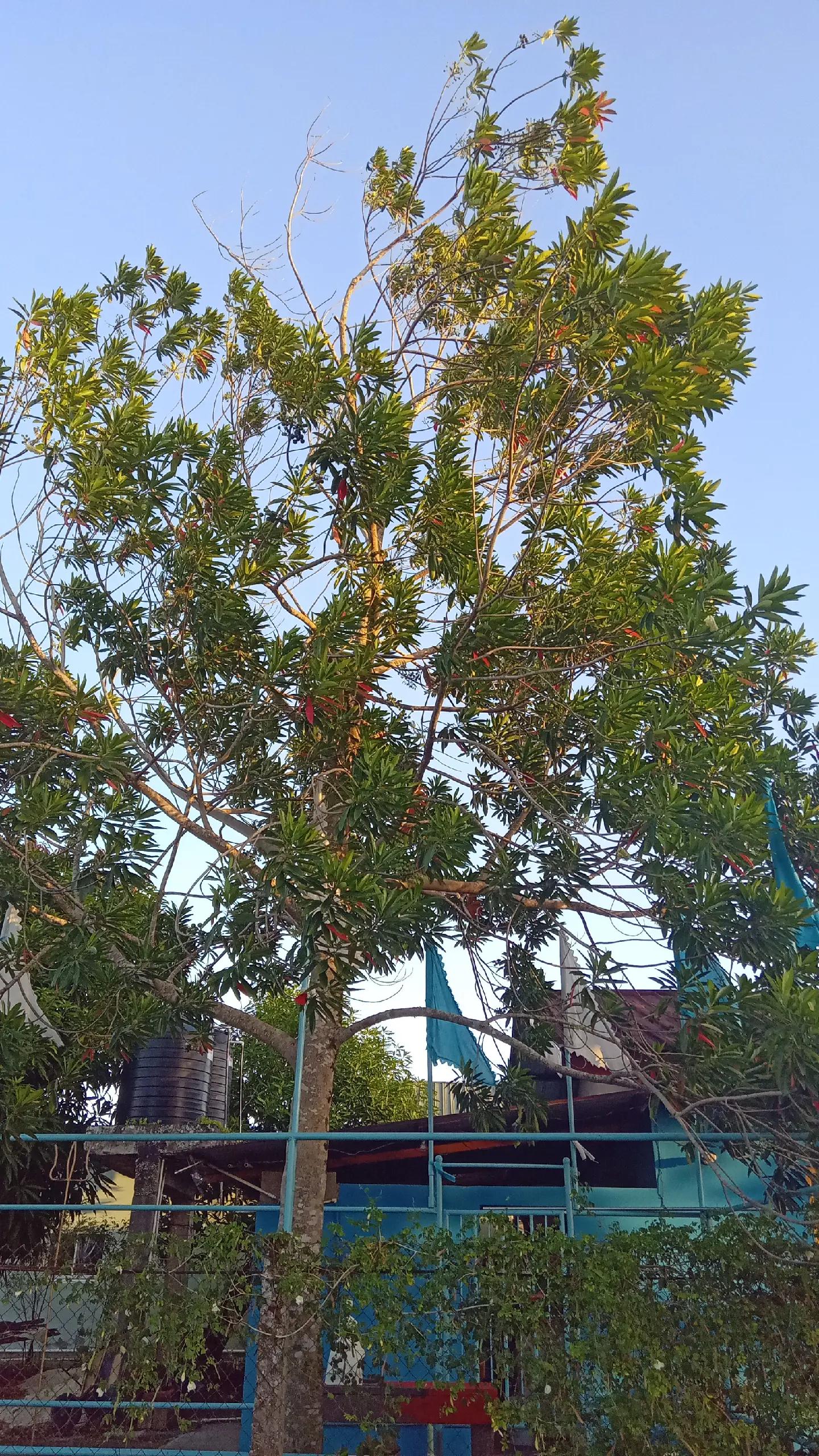 @Maha Rampartap