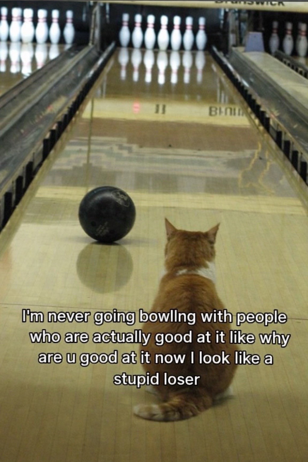 @cat memes