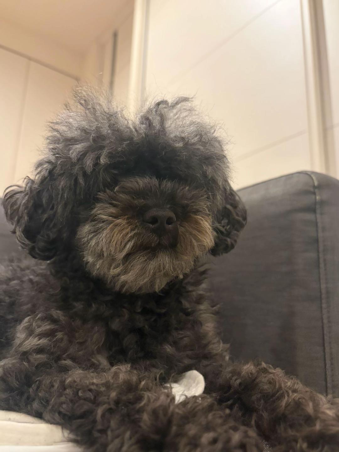 @ここちゃん🐶🍪