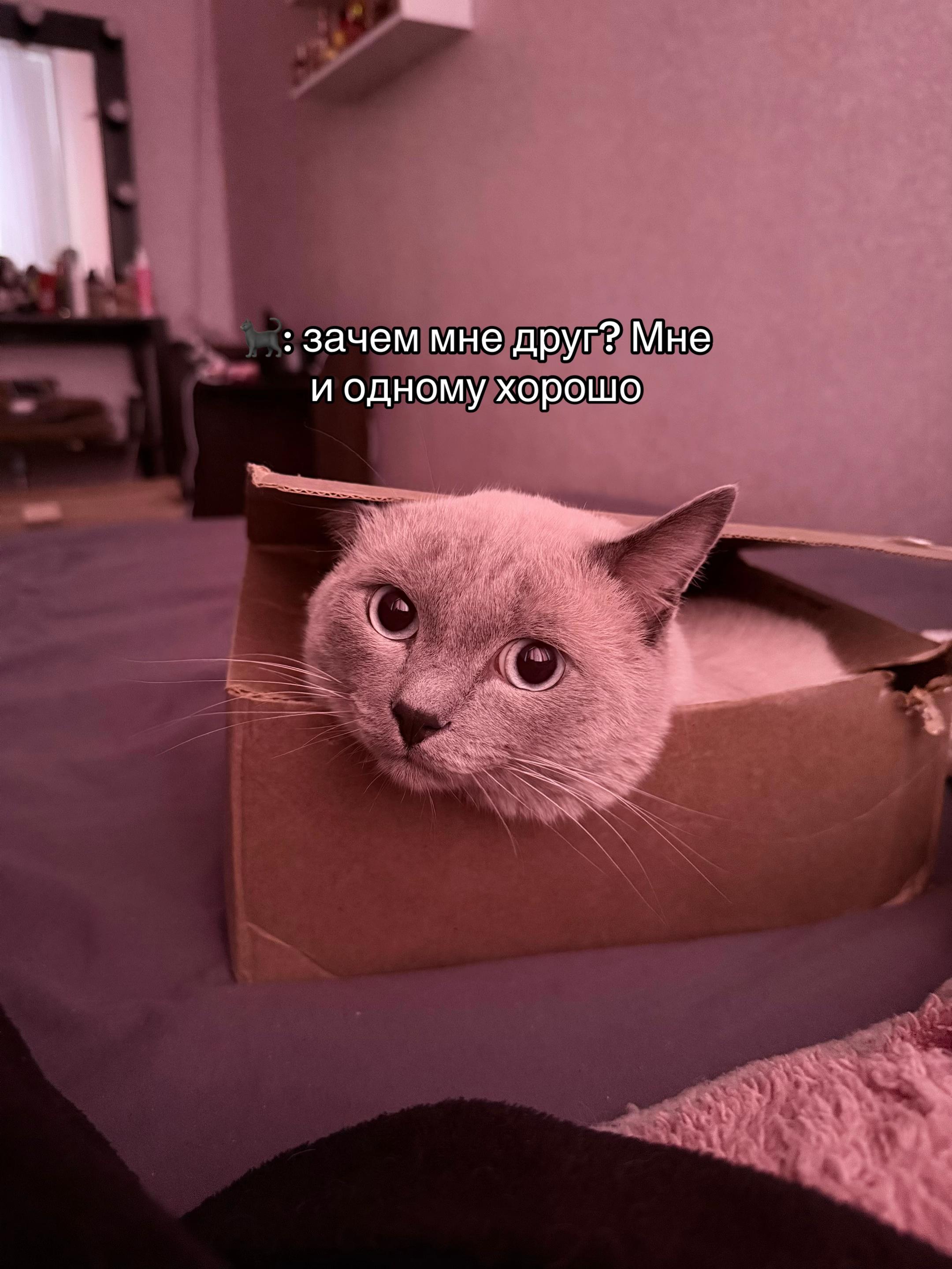 @_amaklim_🇷🇺