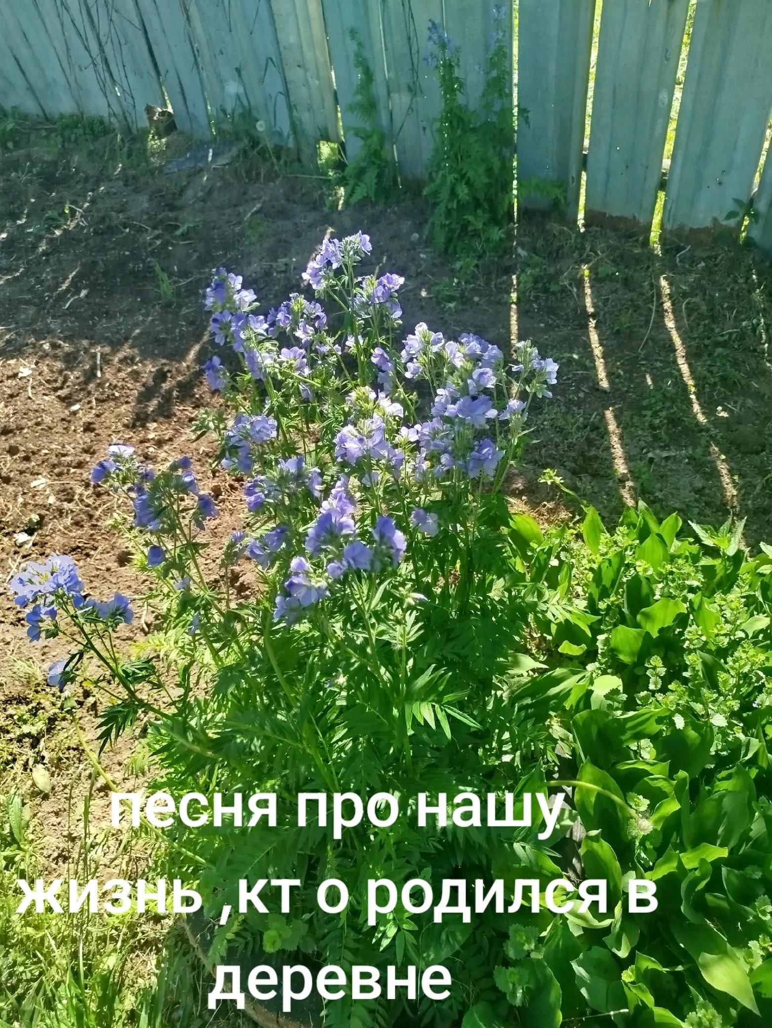 @Нина Лушникова