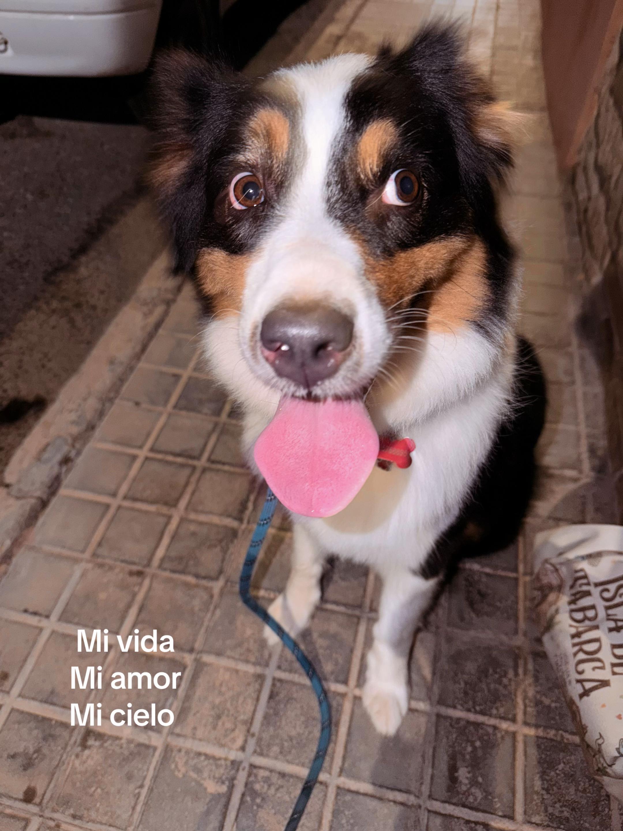 @Luna&Molly_mylife❤️