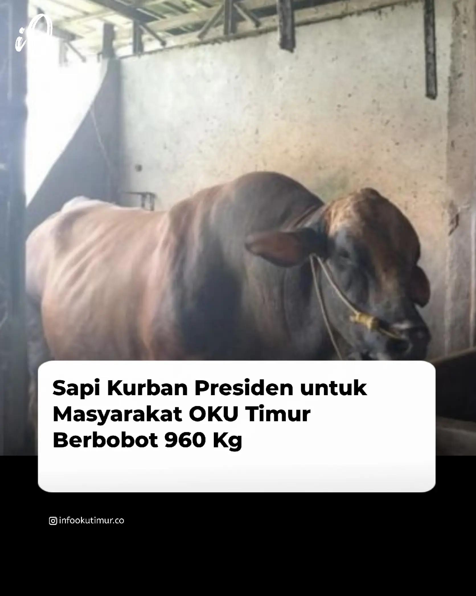 @INFO OKU TIMUR