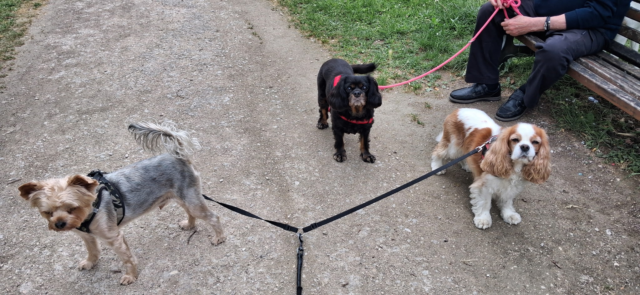 @La petite Lily et ses copains