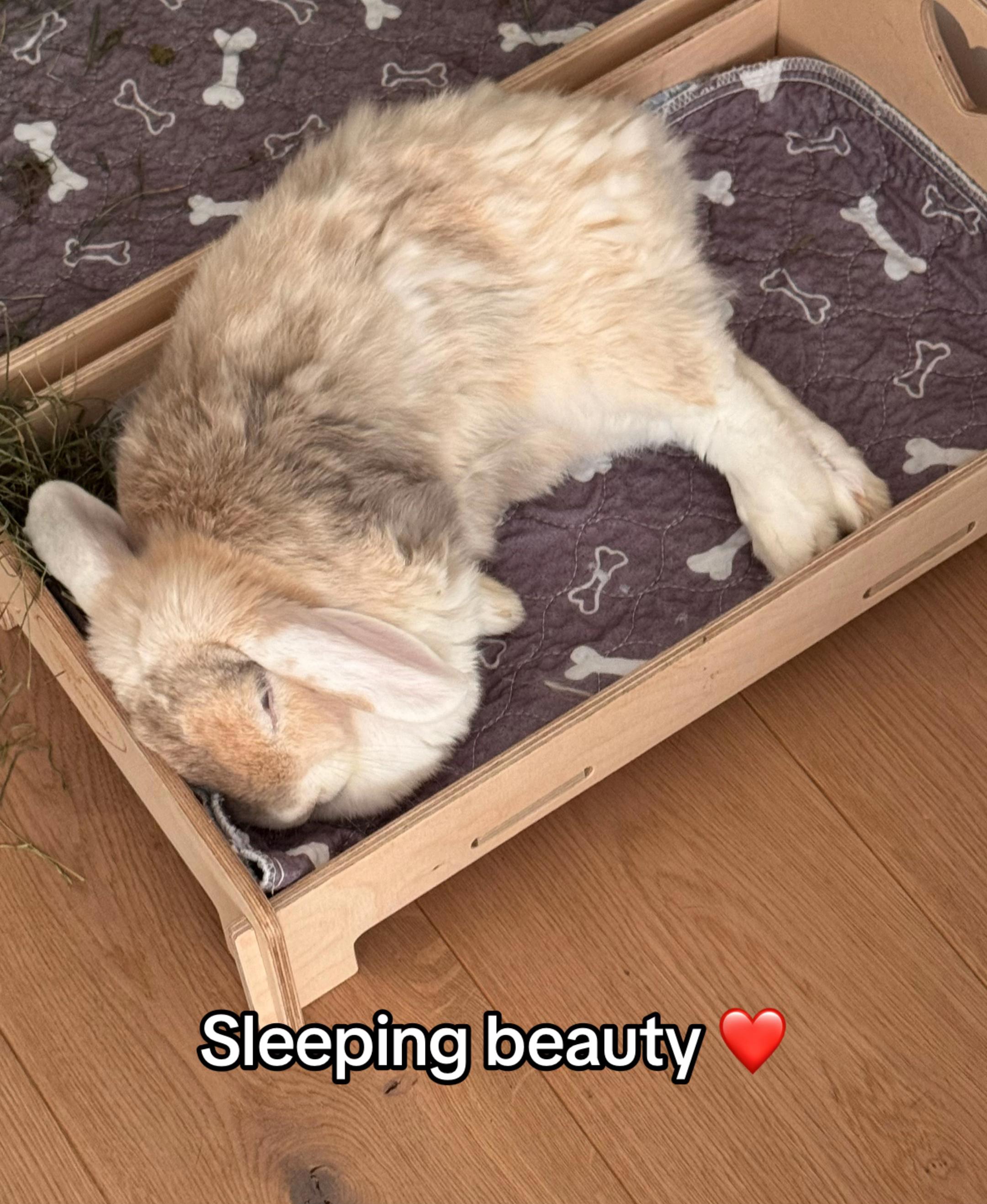 @Buns 🐰🐰