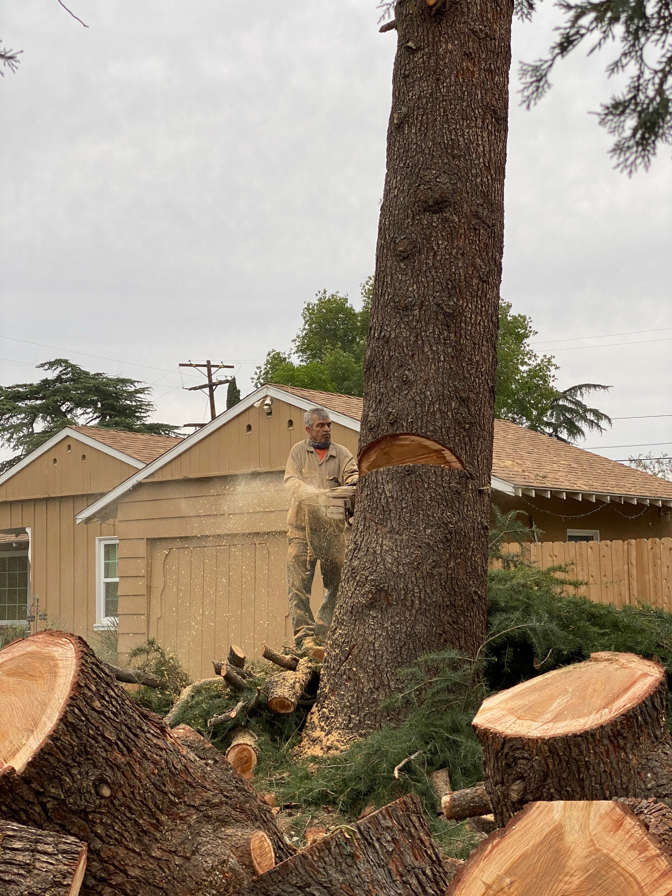 @Estan Tree Specialist