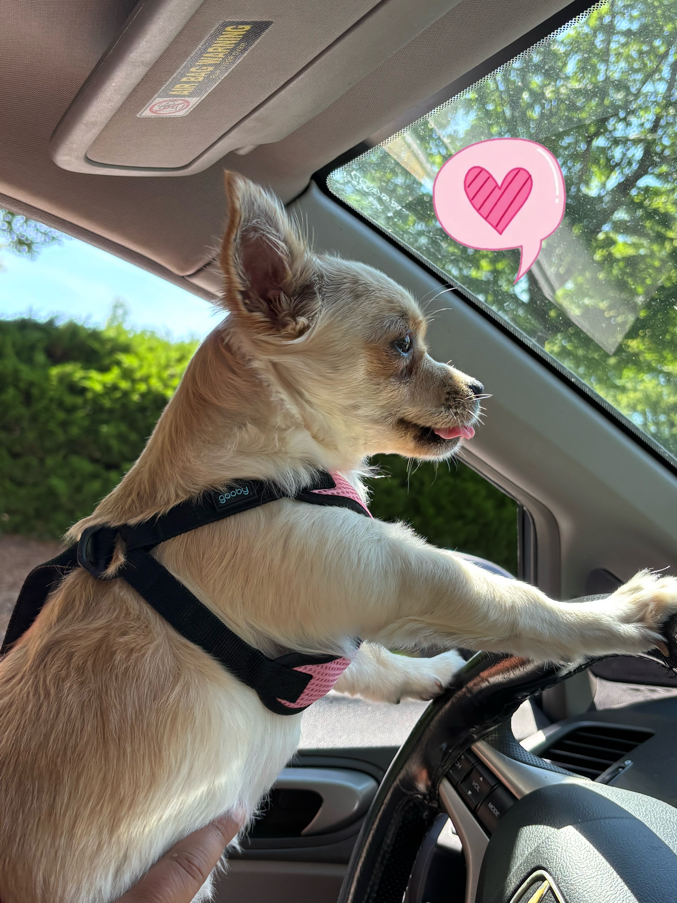 @🐕🐾MayaTheChihuahua🐾🐕