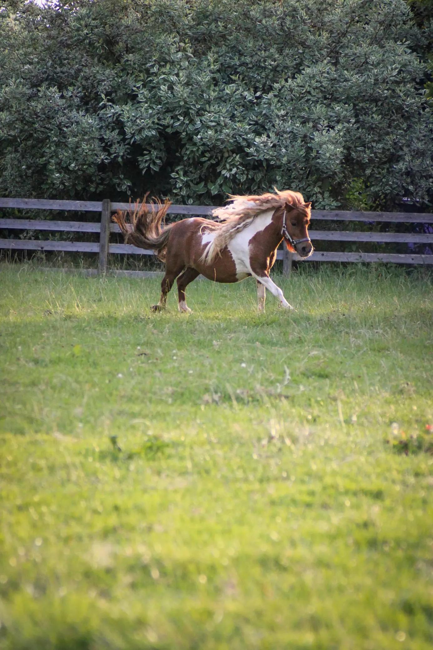 @Josys_Ponyhof-leben