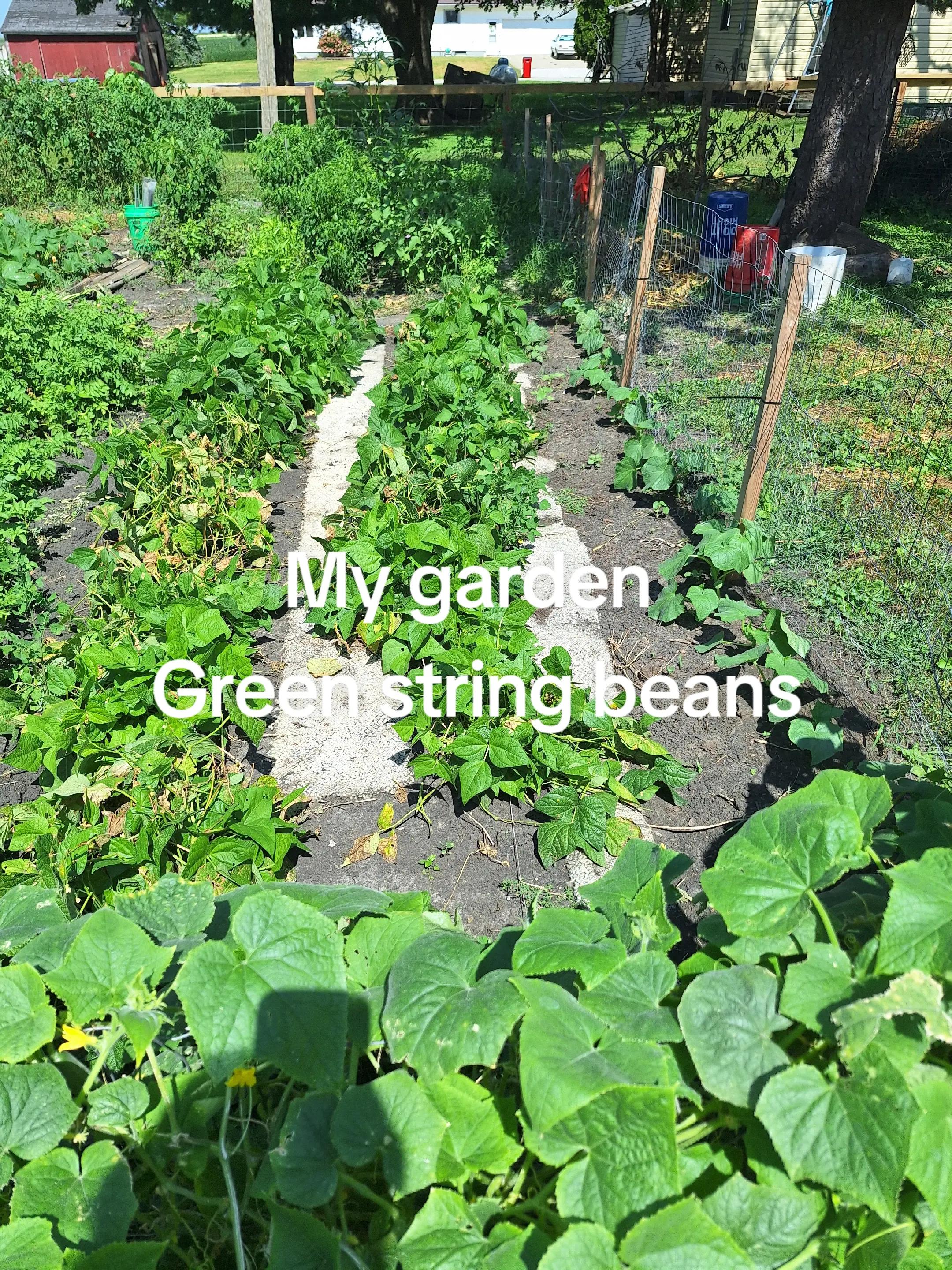 @strawberry
