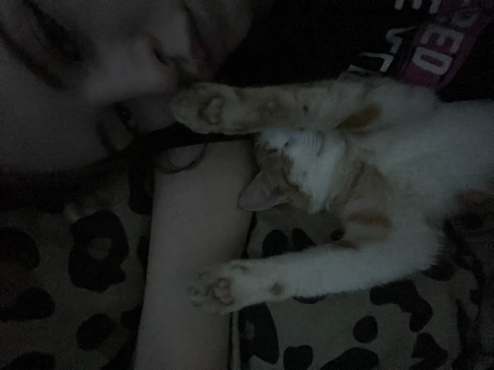 @𝓜 🐈