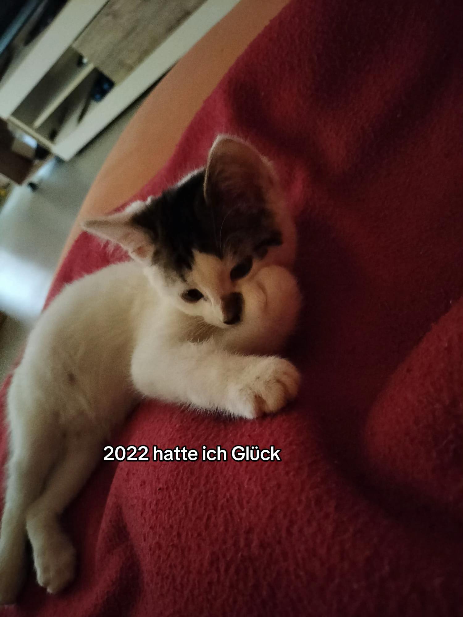 @20.4.2025_ P🕊️🐈&zwj;⬛💭