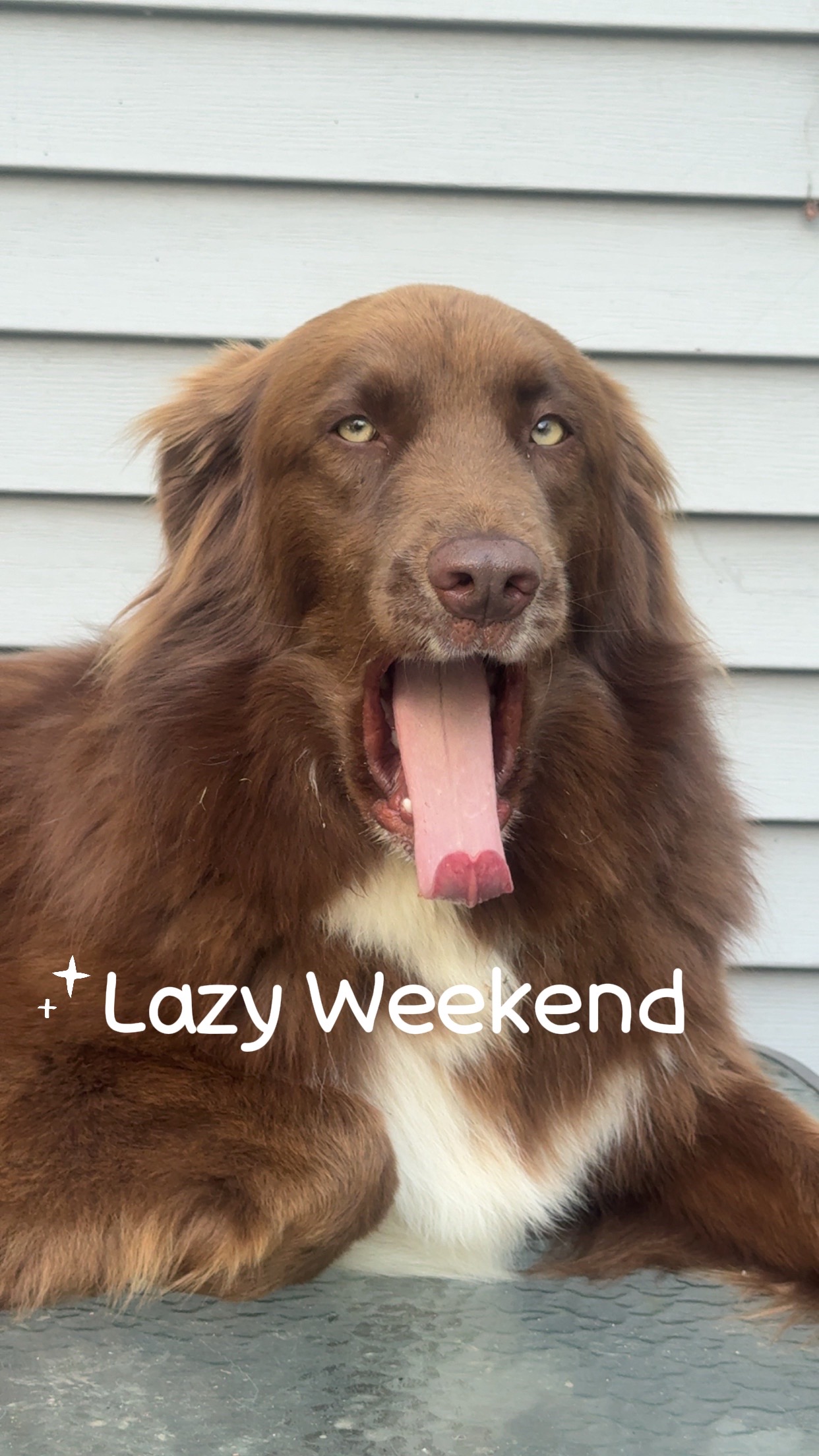 @Herding dog mom