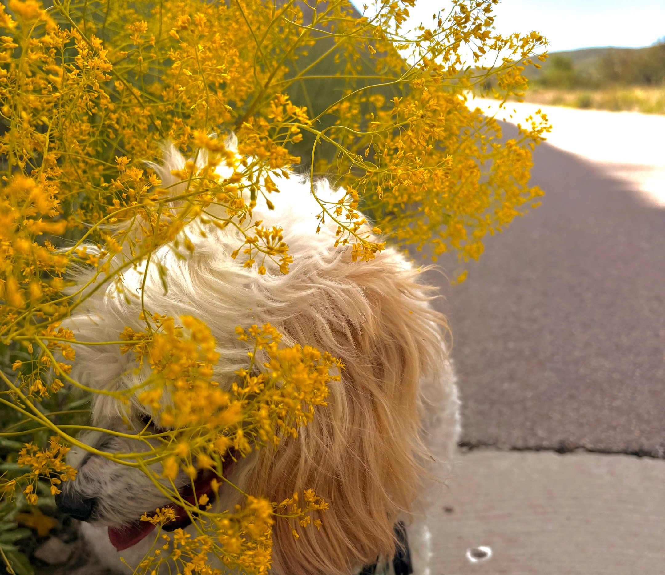 @Silly.dog.cooper