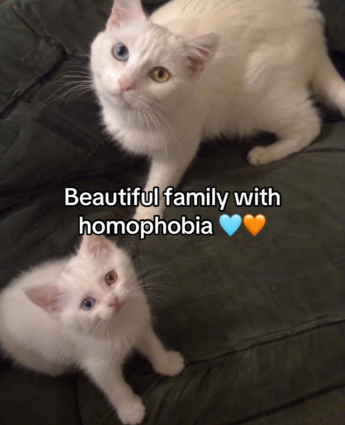 @cat memes