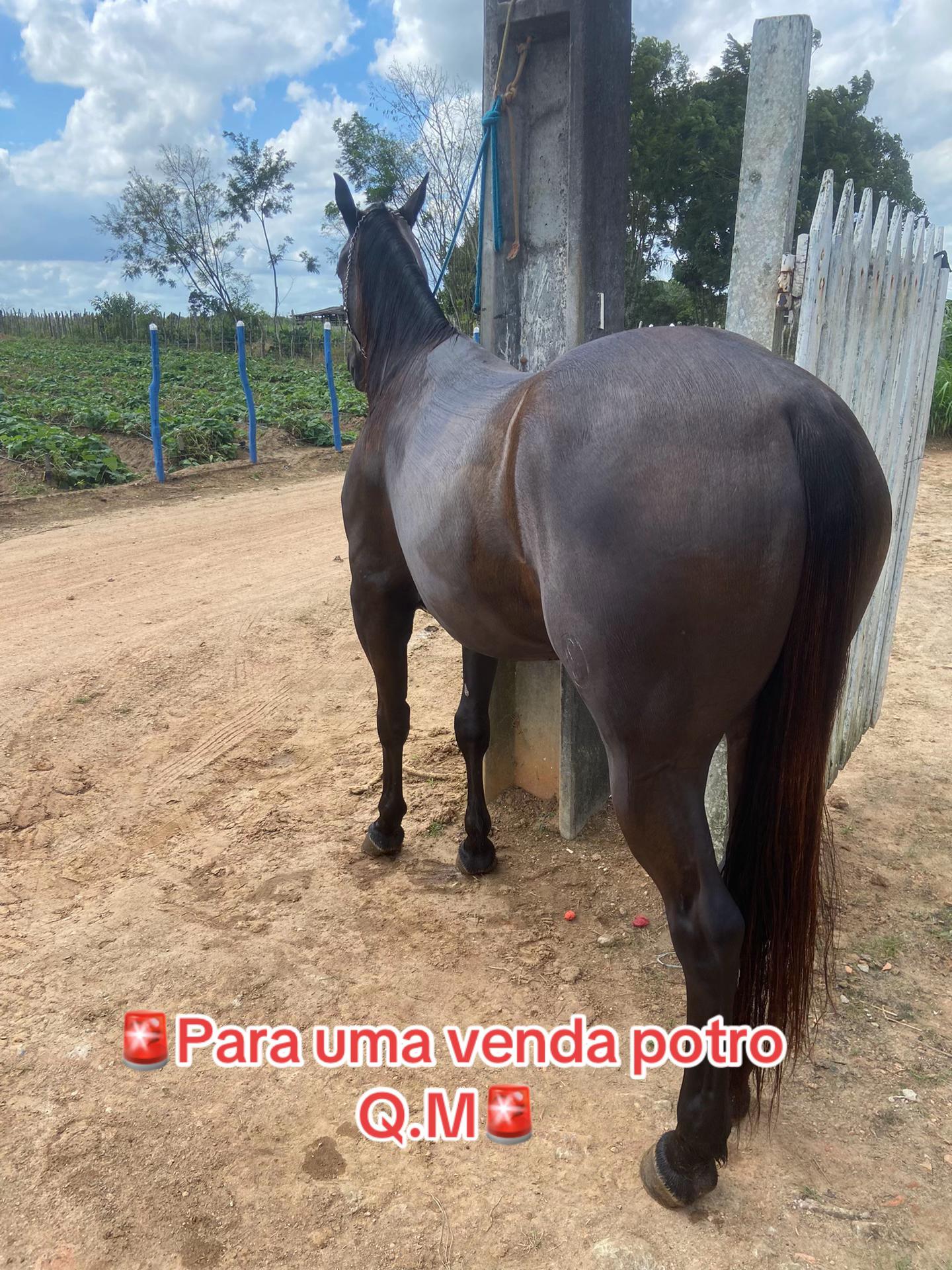 @vitinho_se79