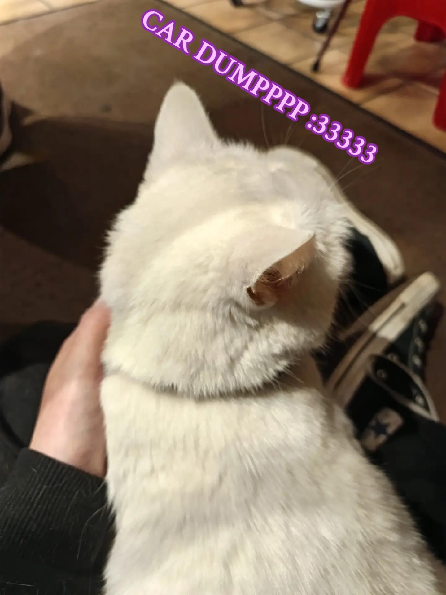 @Asherツ