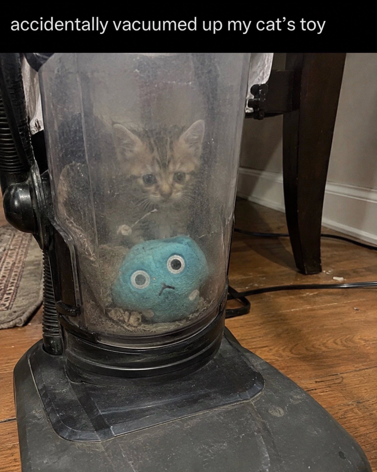 @cat memes
