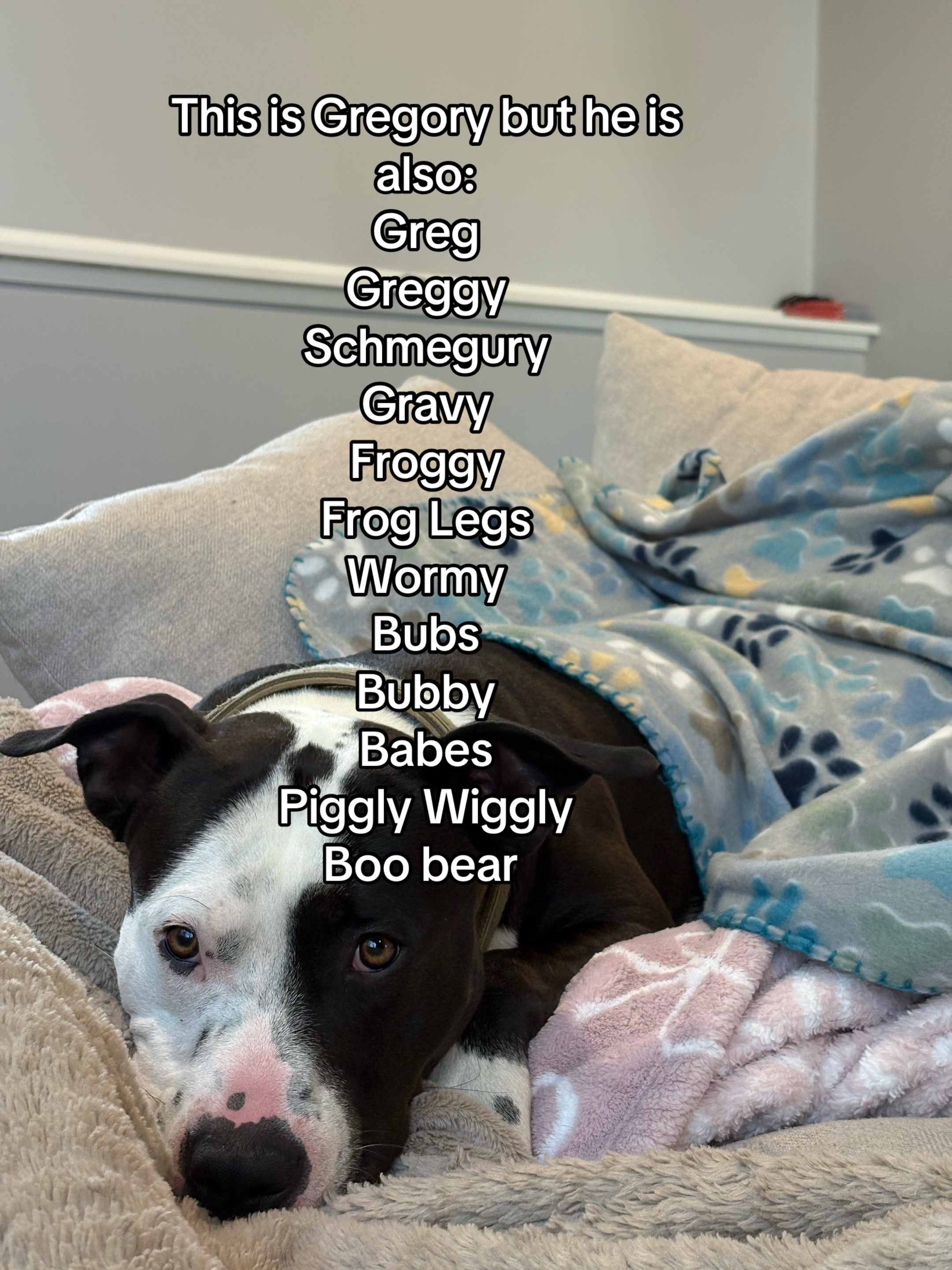 @Pookie Wookie Boo Bear