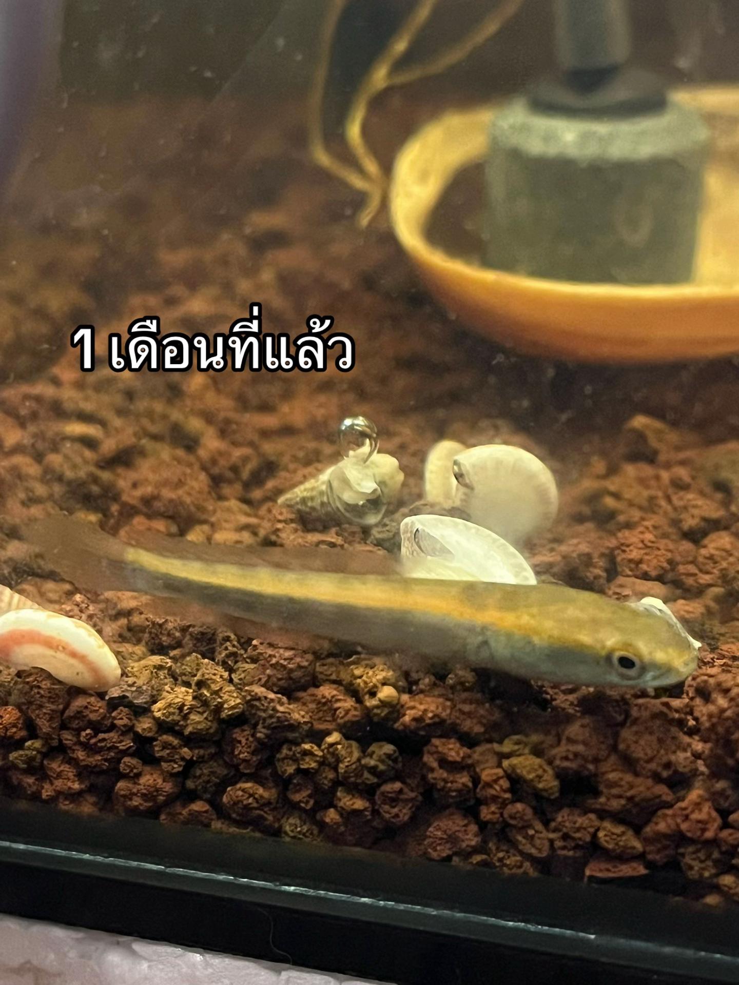 @ต้นต้นรถเป็นไร⚡️
