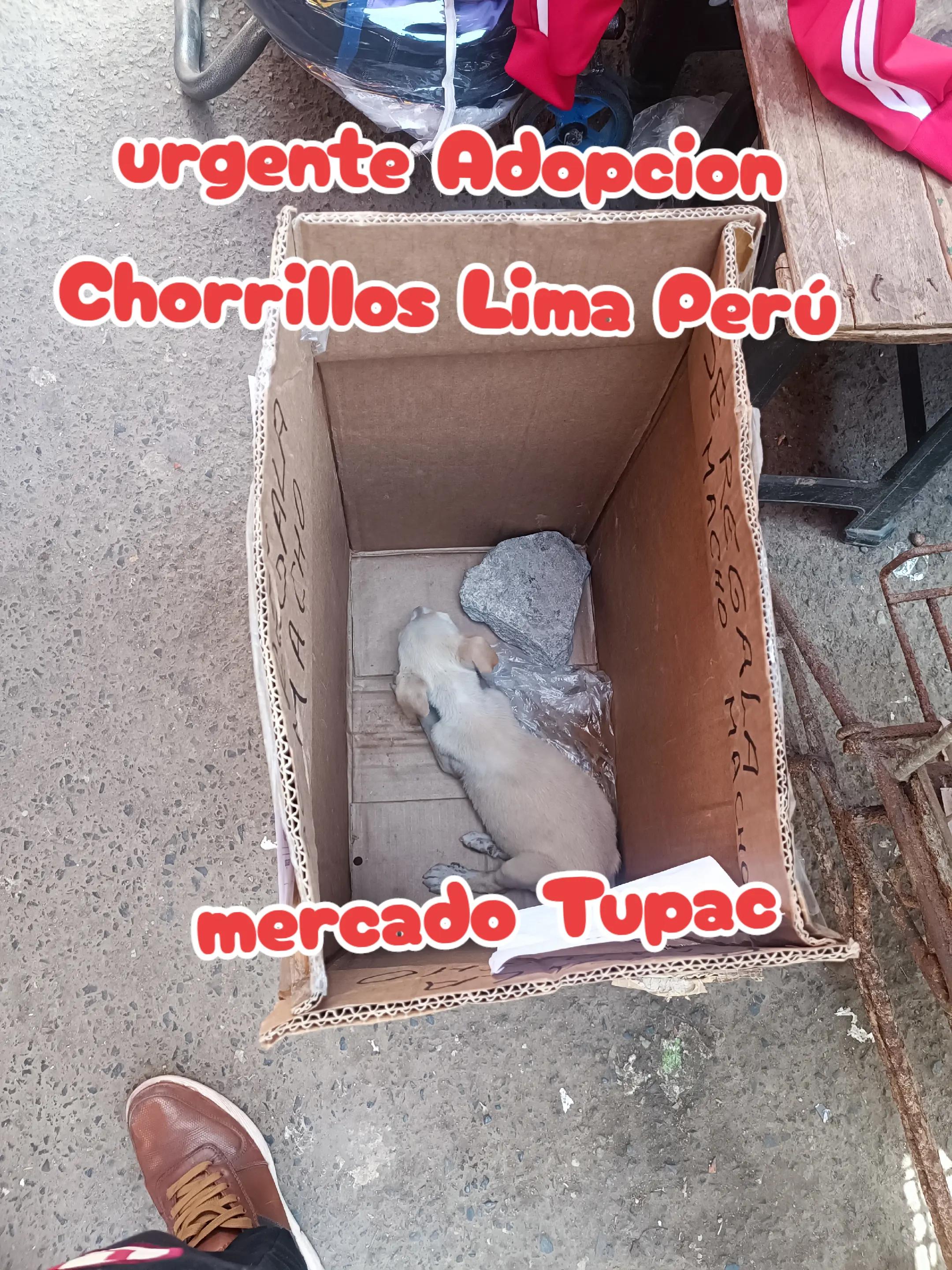 @Perritos Voladores