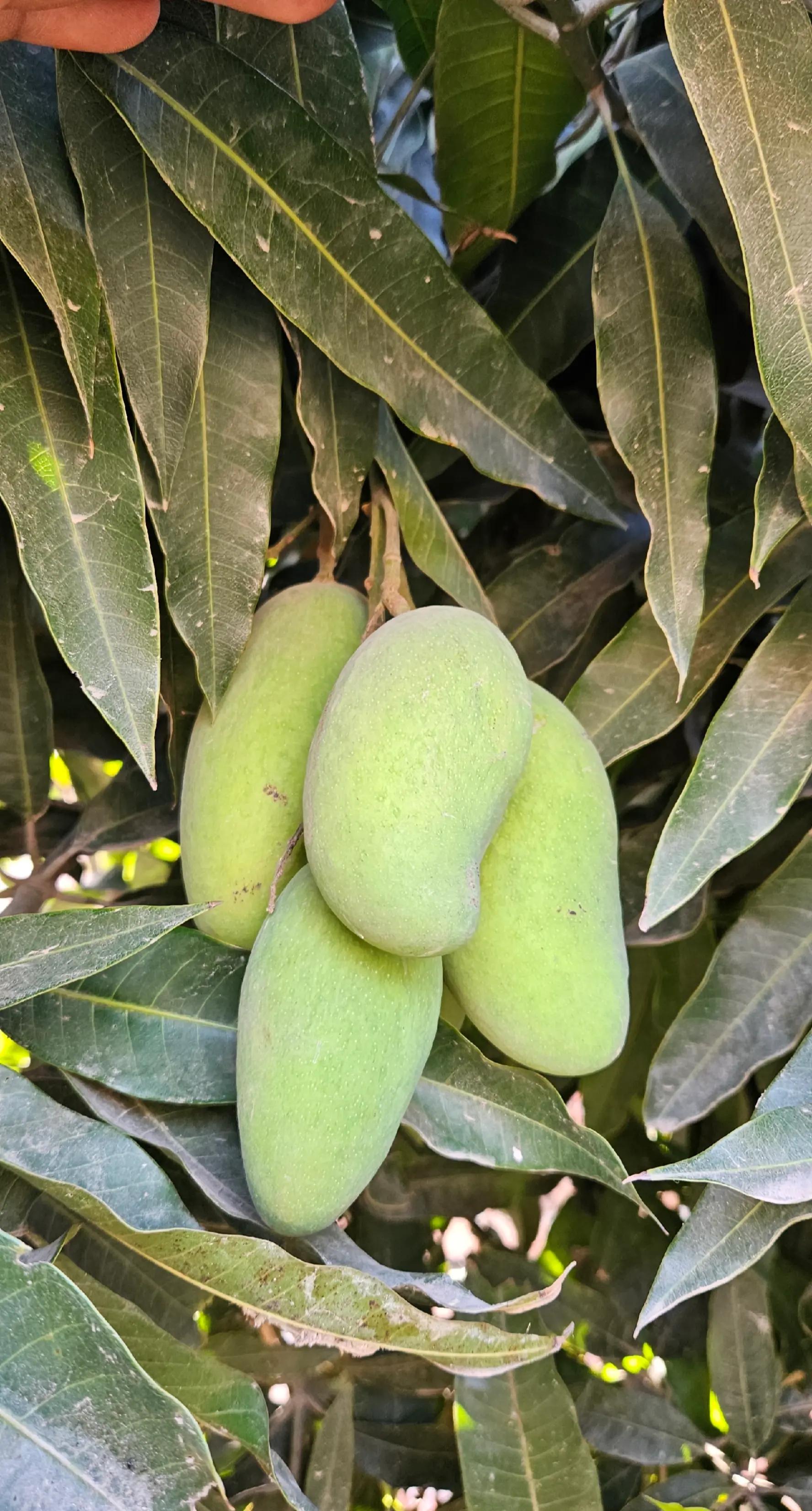 @KHUNDA FARMS