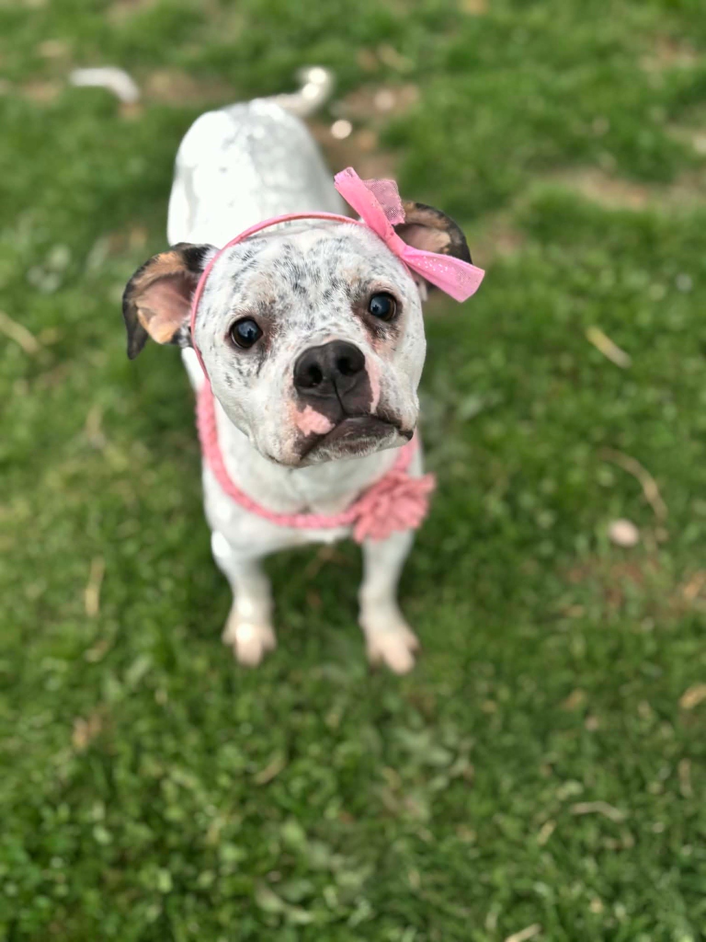 @Underdog Pet Rescue of WI