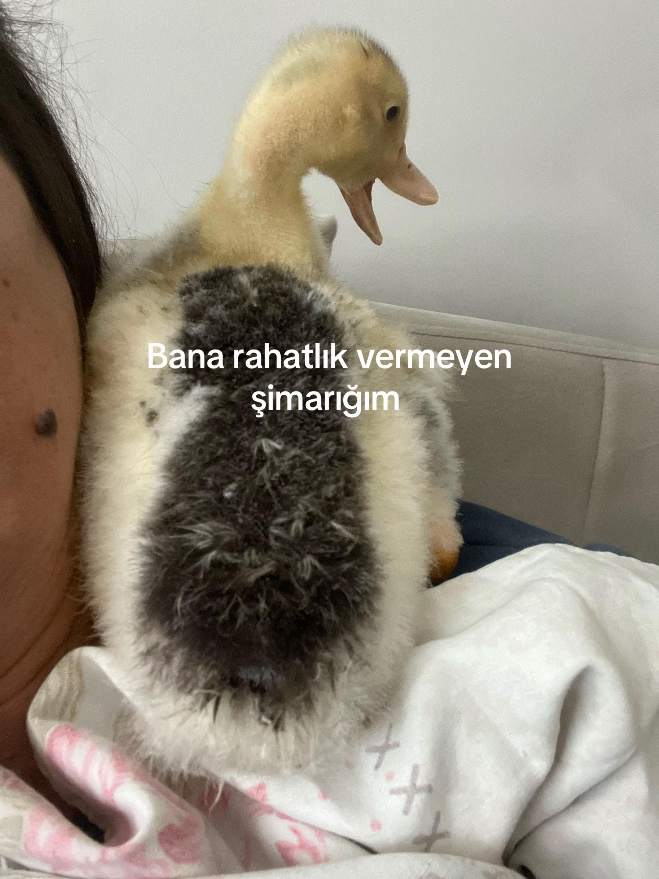 @istanbul.34.34