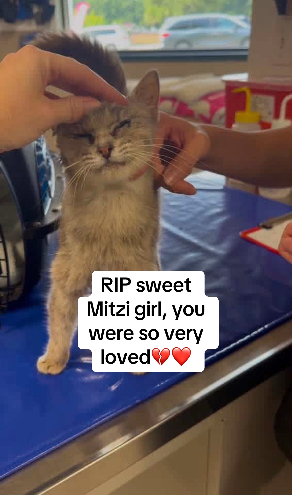 @Kovu’s Kitties