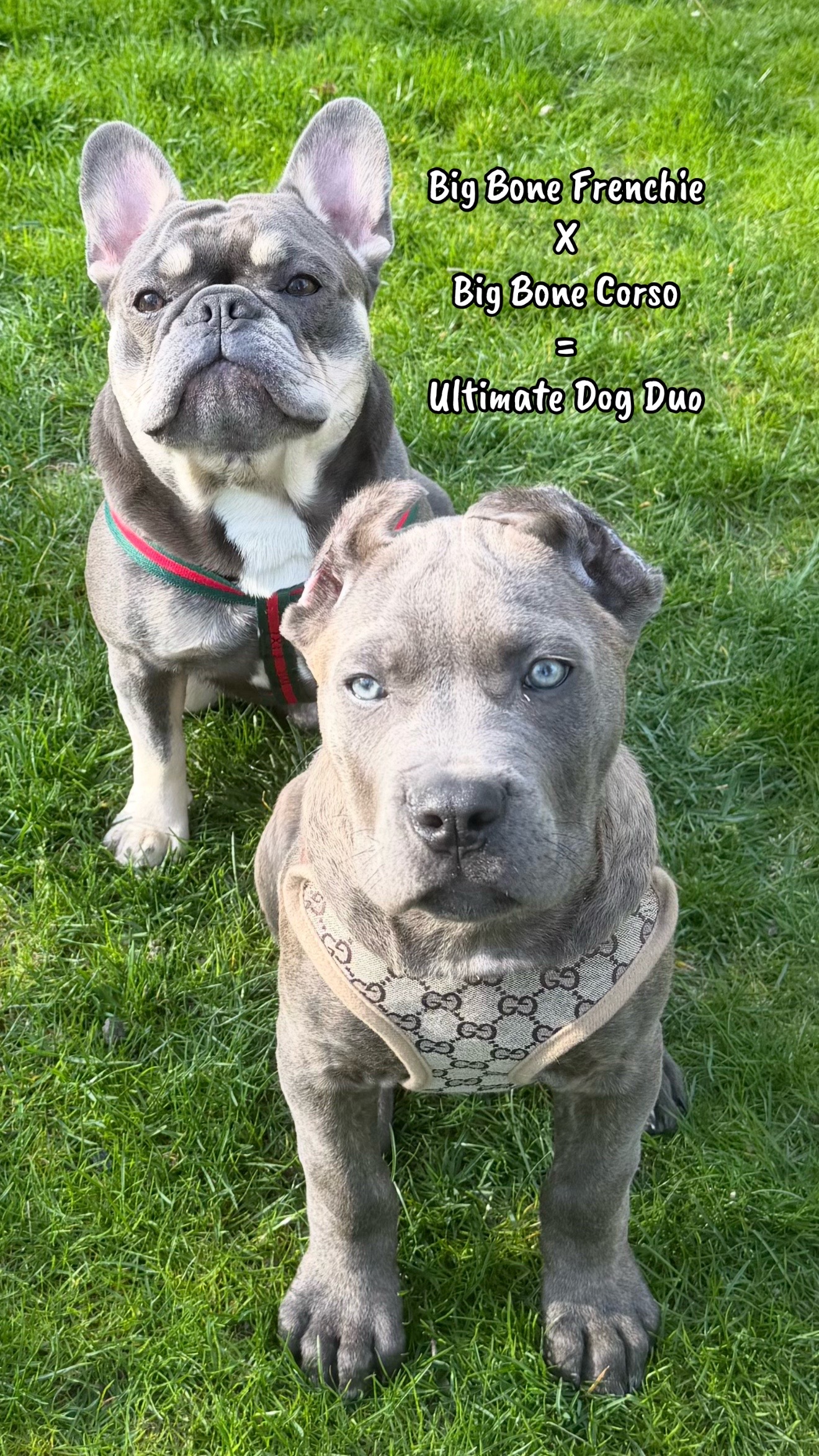 @The Bulldog Breeder