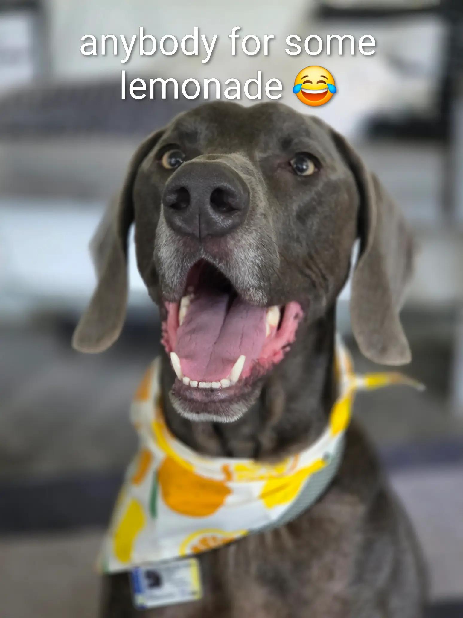 @sandyandjax437