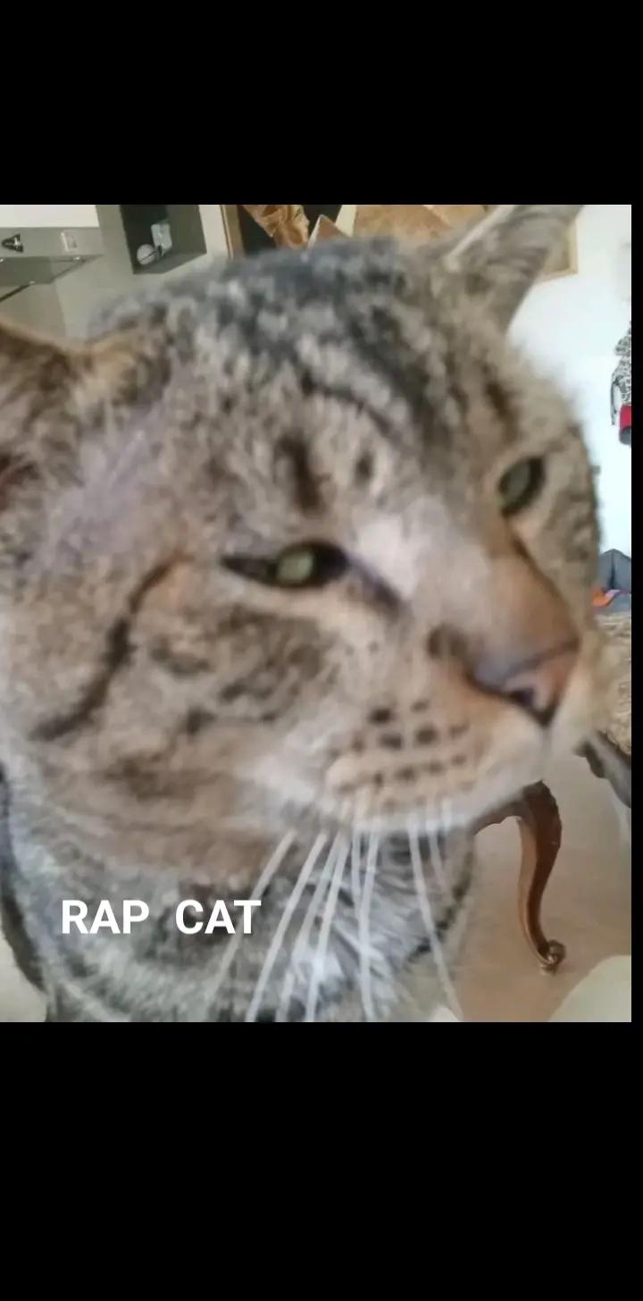 @RAP  CAT