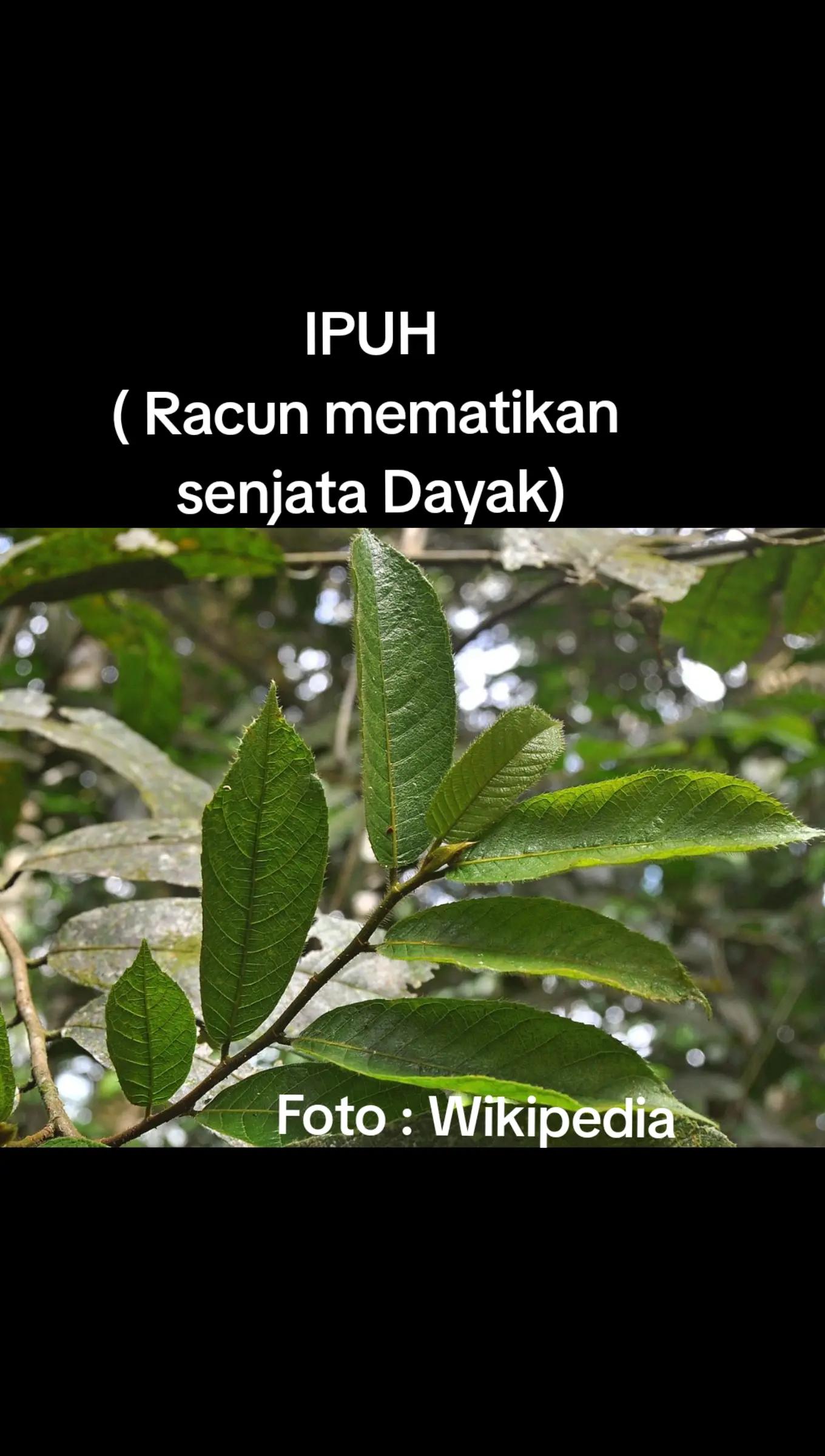 @Wim Benung