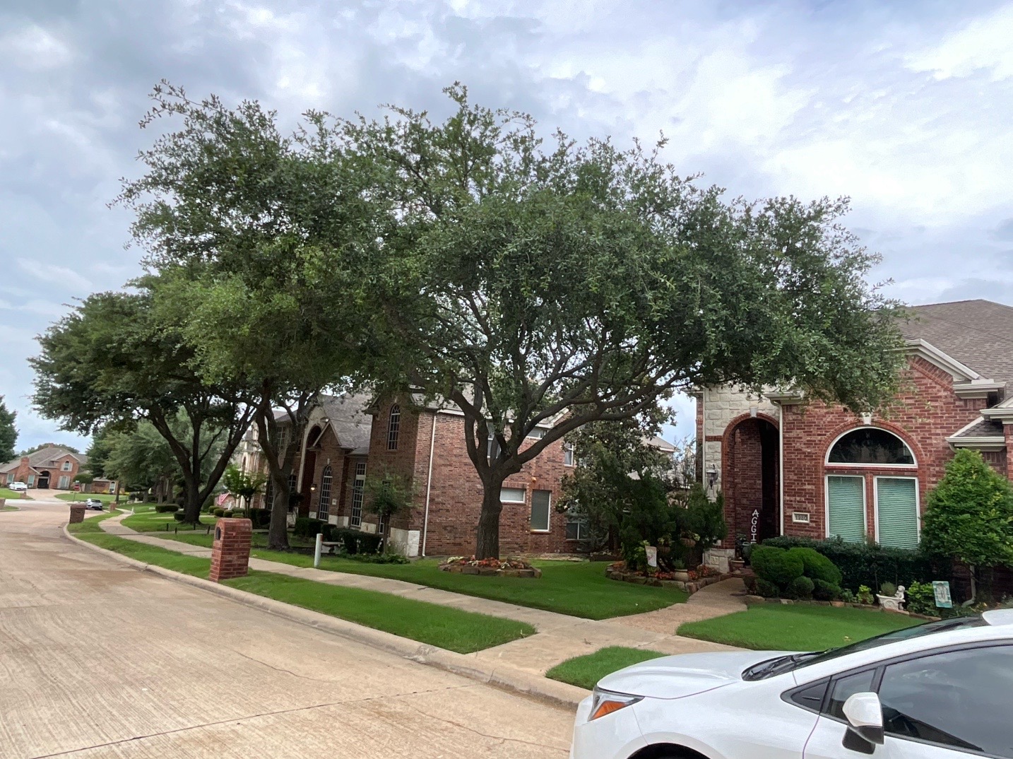 @Live Oak Tree Service